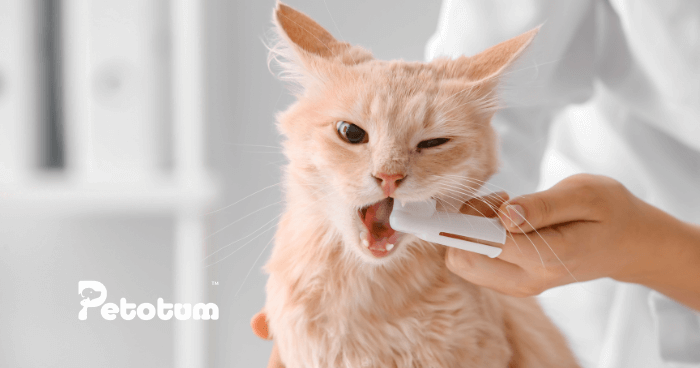 Kenapa Memberus Gigi Kucing Juga Penting?