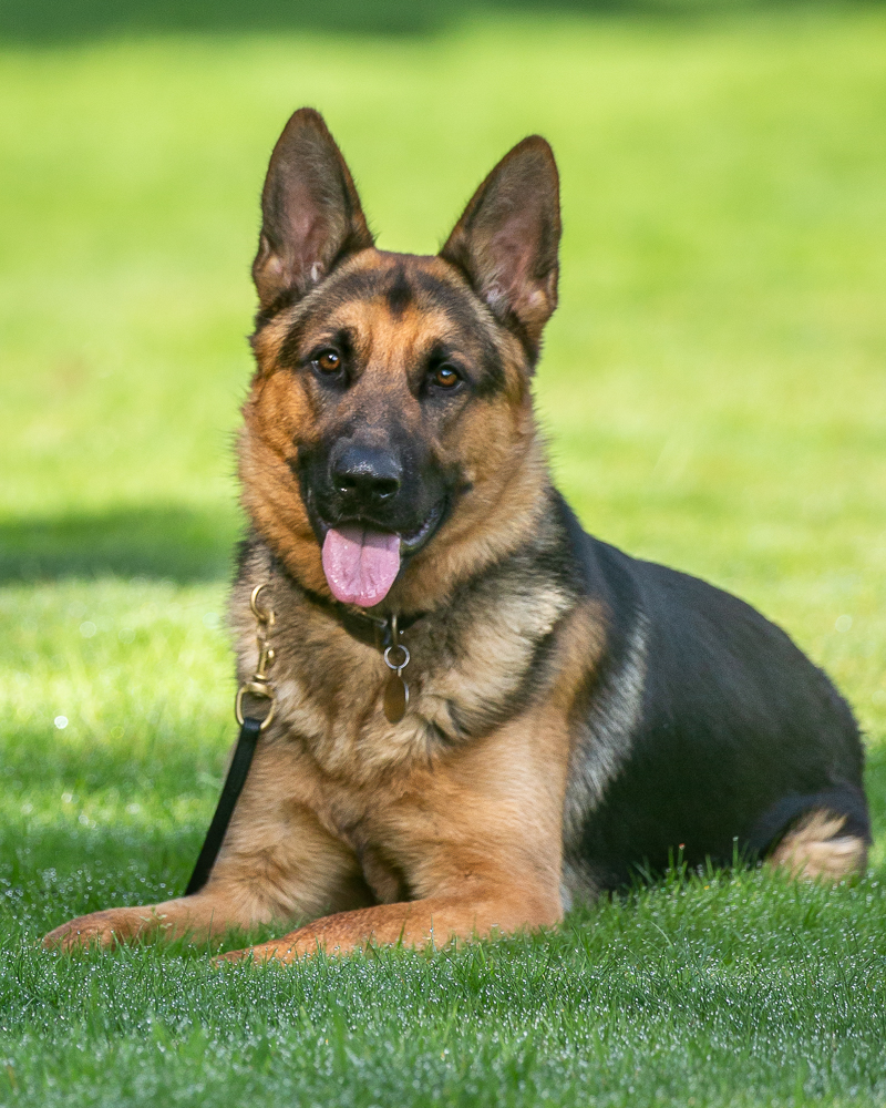 About Royvon | UK's Trusted Dog Training Family | Royvon