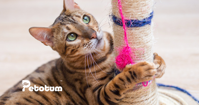 How to Choose the Best Cat Scratcher for Your Feline Friend