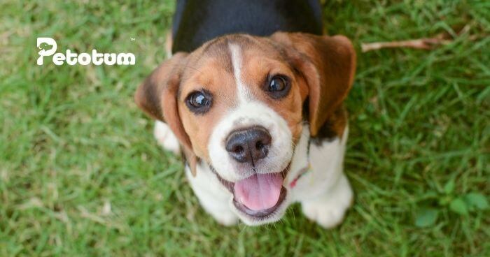 Puppies 101: Adopt a Puppy Complete Guide