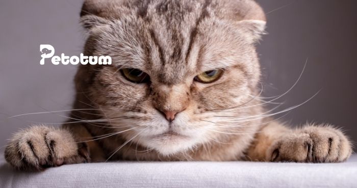 The Ultimate Guide on How to Get Cat Pee Out of a Mattress