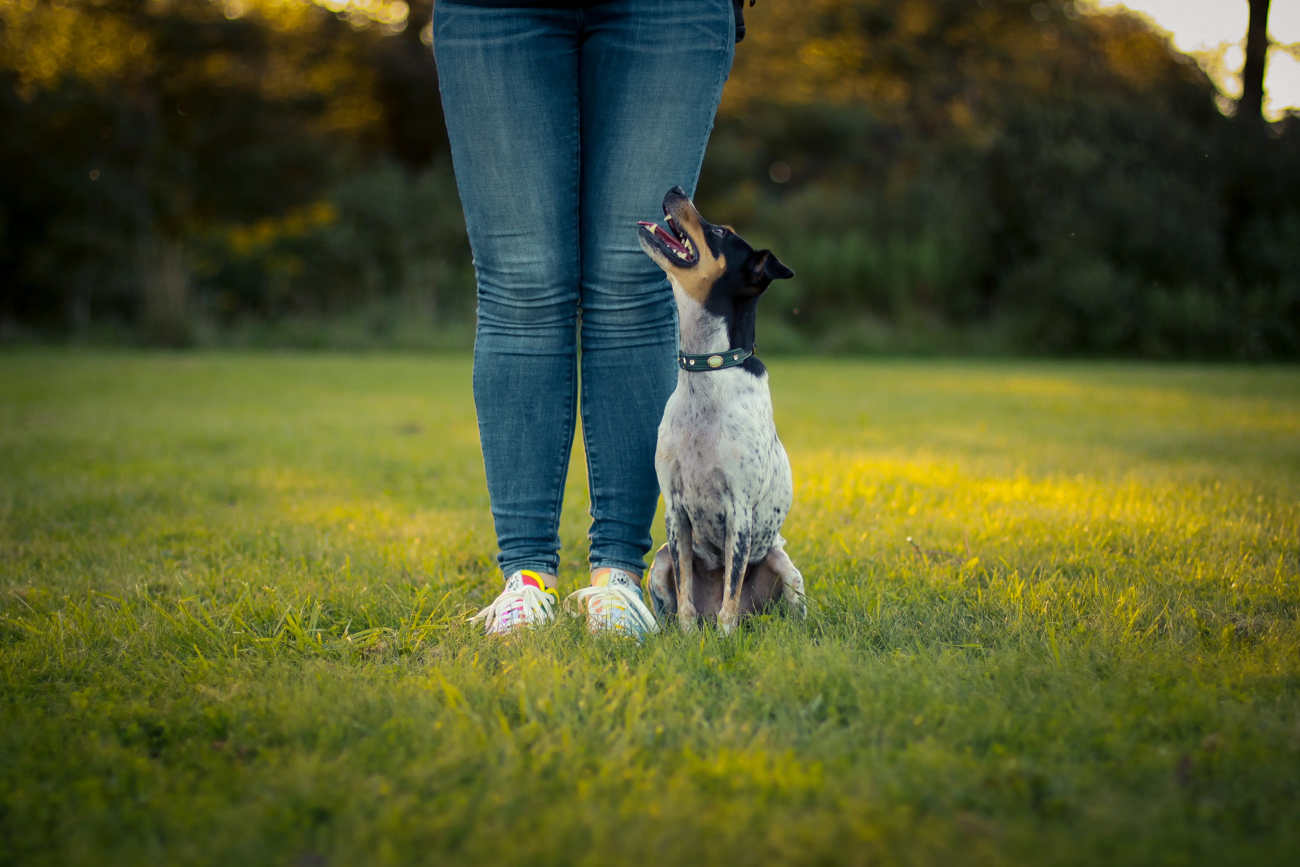Small black, white and tan dog sitting in heel position beside a trainer and looking up attentively during an outdoor dog training session.
