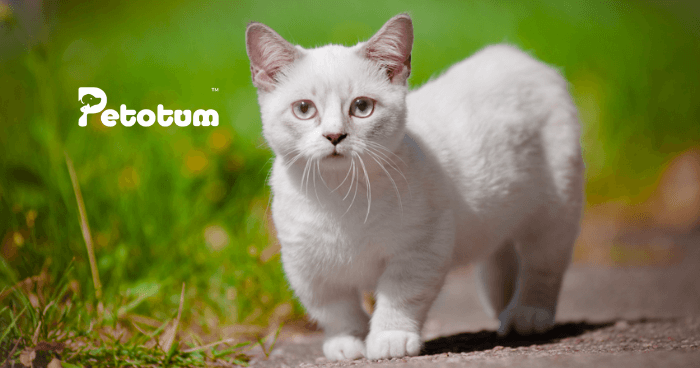Munchkin Cats: The Complete Guide and Why They are Unique