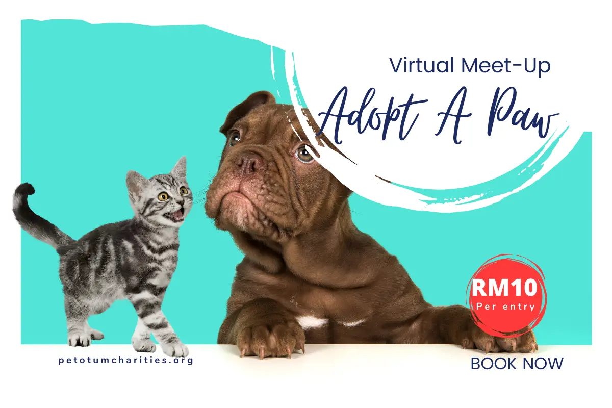 Adopt A Paw: Virtual Pet Meet-Up