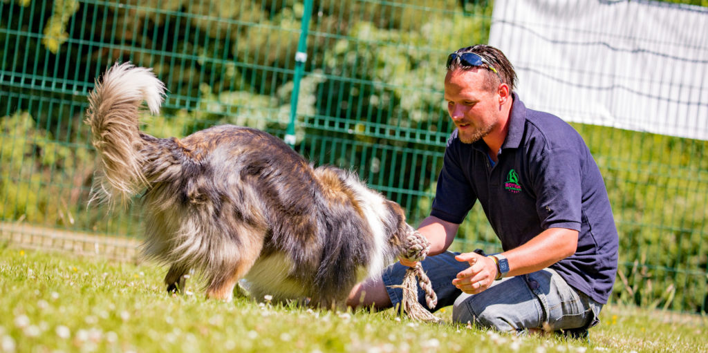 Helping a Hyper Dog Learn to Slow Down | Royvon Guide