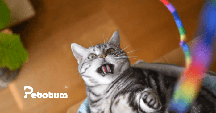 Mainan Kucing Membantu Kucing Lebih Sihat & Gembira