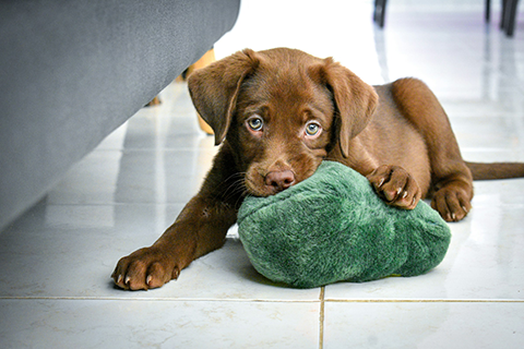 Chocolate Labrador puppy lying on a tiled floor, gently holding a green plush toy in its mouth while looking up with soft, curious eyes.