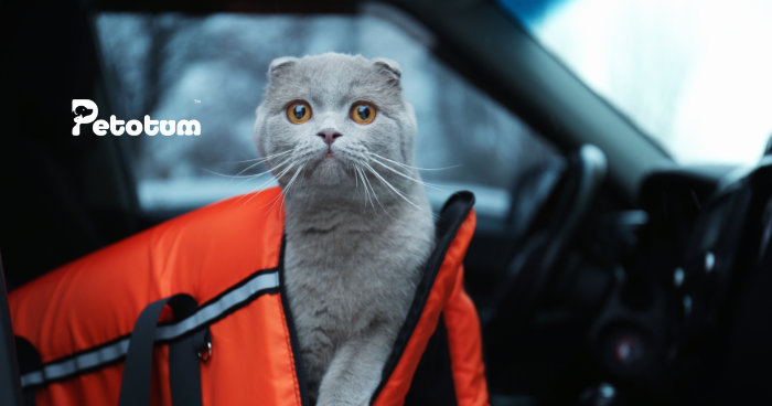 Tips Membawa Kucing Dalam Kereta Untuk Perjalanan Jauh