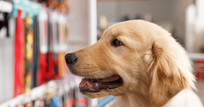 Best Pet Shops in Puchong: Pet Owners Favourite Choice!