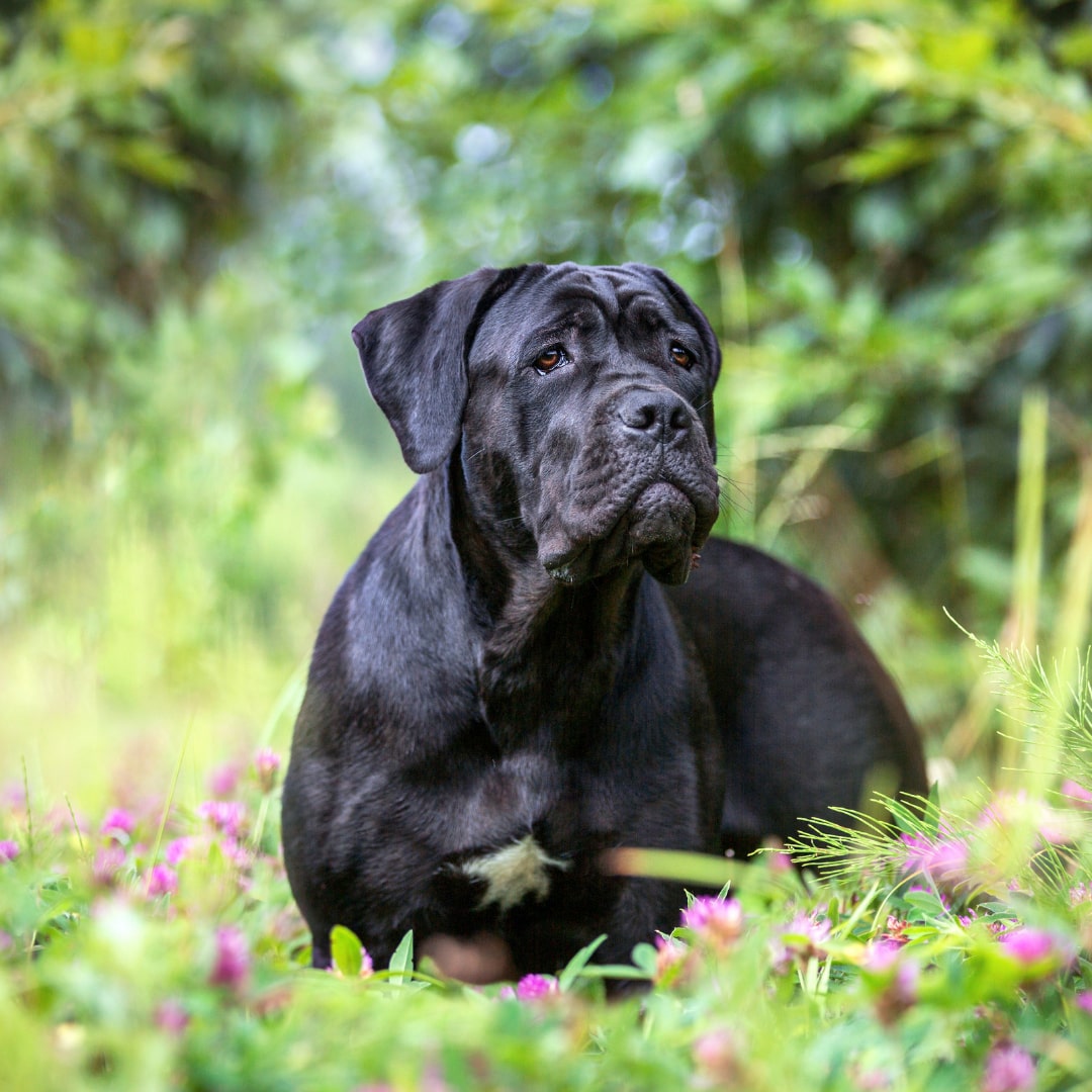 A large black dog, Luna, with a white patch on its chest sits in a field of grass and pink wildflowers, surrounded by green, leafy trees an ideal scene for any dog trainer or those seeking peaceful countryside dog boarding.