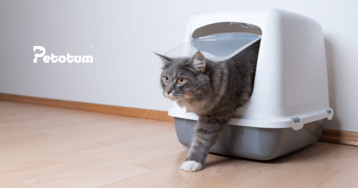 Kenali Punca Penyakit Batu Karang Kucing & Cara Mencegahnya