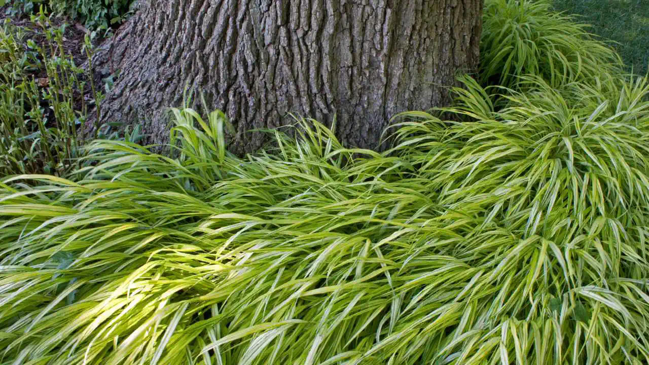 Hakonechloa 'Aureola' — niska japońska trawa ozdobna do półcienia