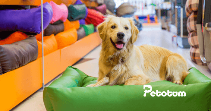 How To Start a Pet Shop Business in Malaysia