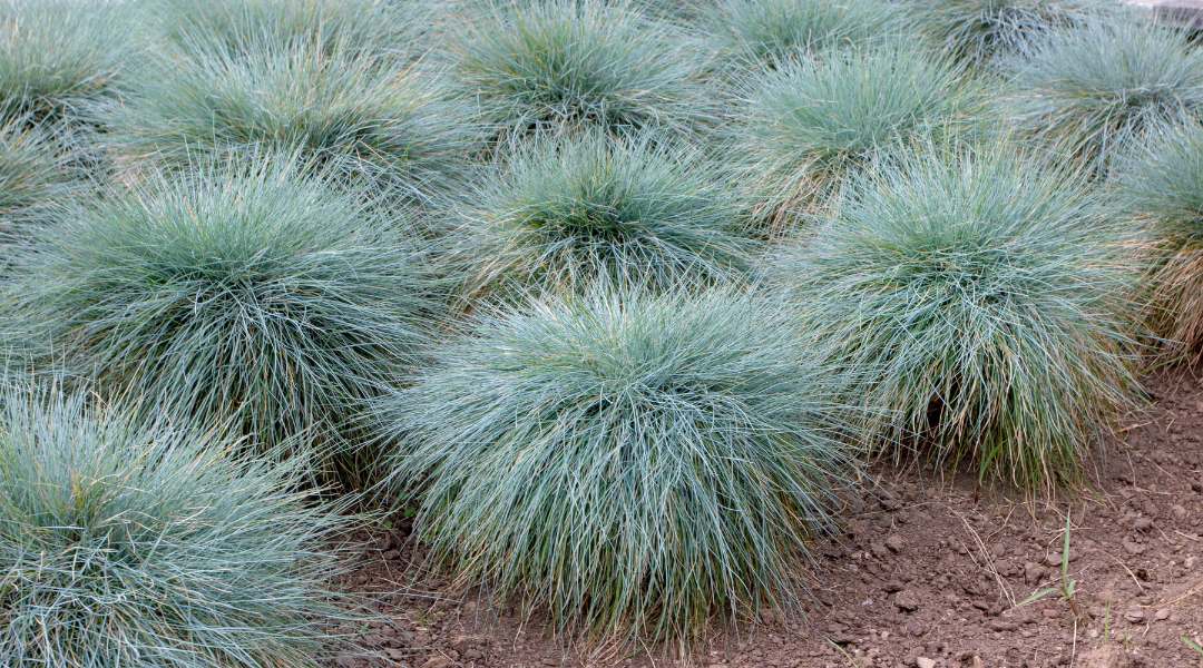 Blue fescue creating compact silvery-blue mounds perfect for ornamental grass borders and edging