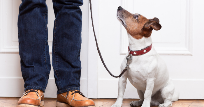Dog Training Tips for Pet Parents