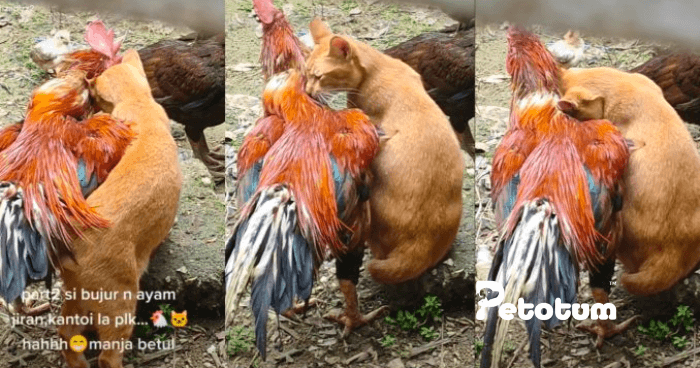 Gelagat Oyen Berkawan Baik Dengan Ayam Buat Ramai Terhibur