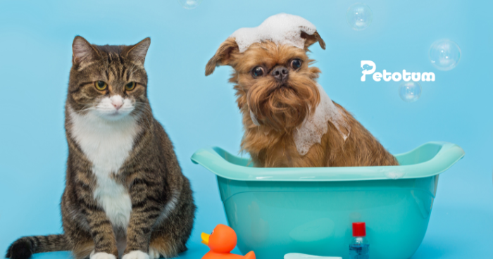 Investing in Pet Bliss: Your Low-Cost Guide