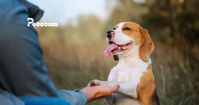 How to Train a Puppy: A Simple Guide for New Pet Owners