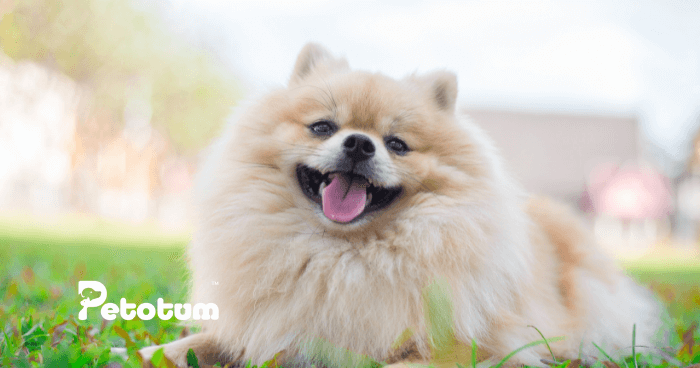Tips for Living with a Pomeranian
