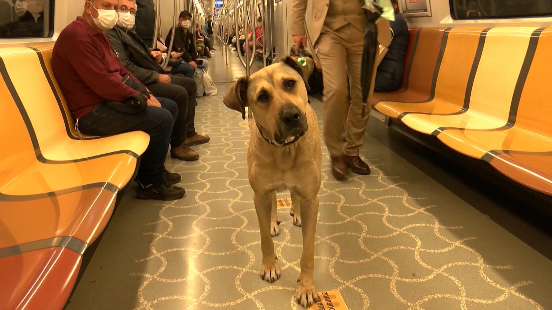 Stray Dog Tours Istanbul Using Public Transportation