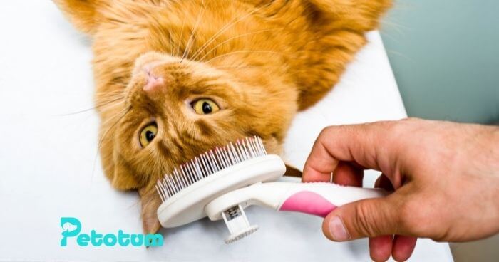 The Complete Guide to Cat Grooming and Creating the Purrfect Look 