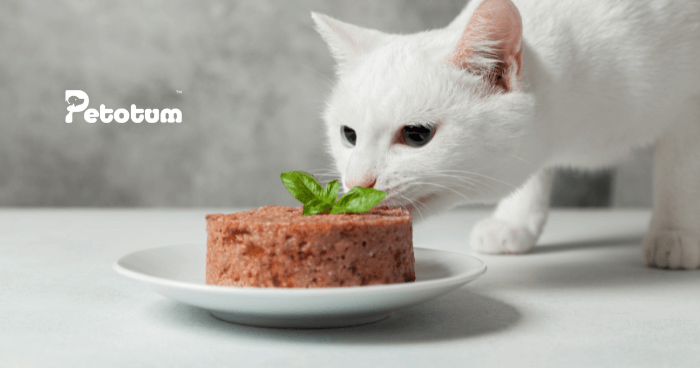 +5 Sebab Kenapa kucing Tak Nak Makan