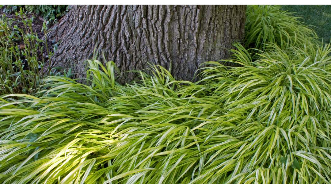 Hakonechloa golden foliage creating stunning color contrast in shade tolerant ornamental grass display