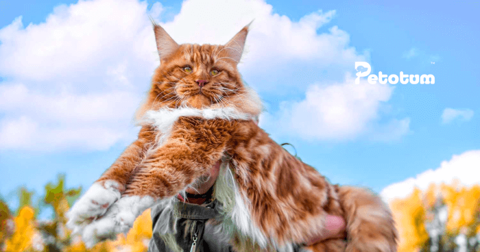 +9 Fakta dan Penjagaan Lengkap Kucing Maine Coon