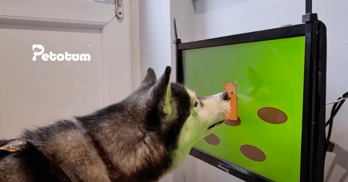 Video Games For Dogs Now Become a Thing