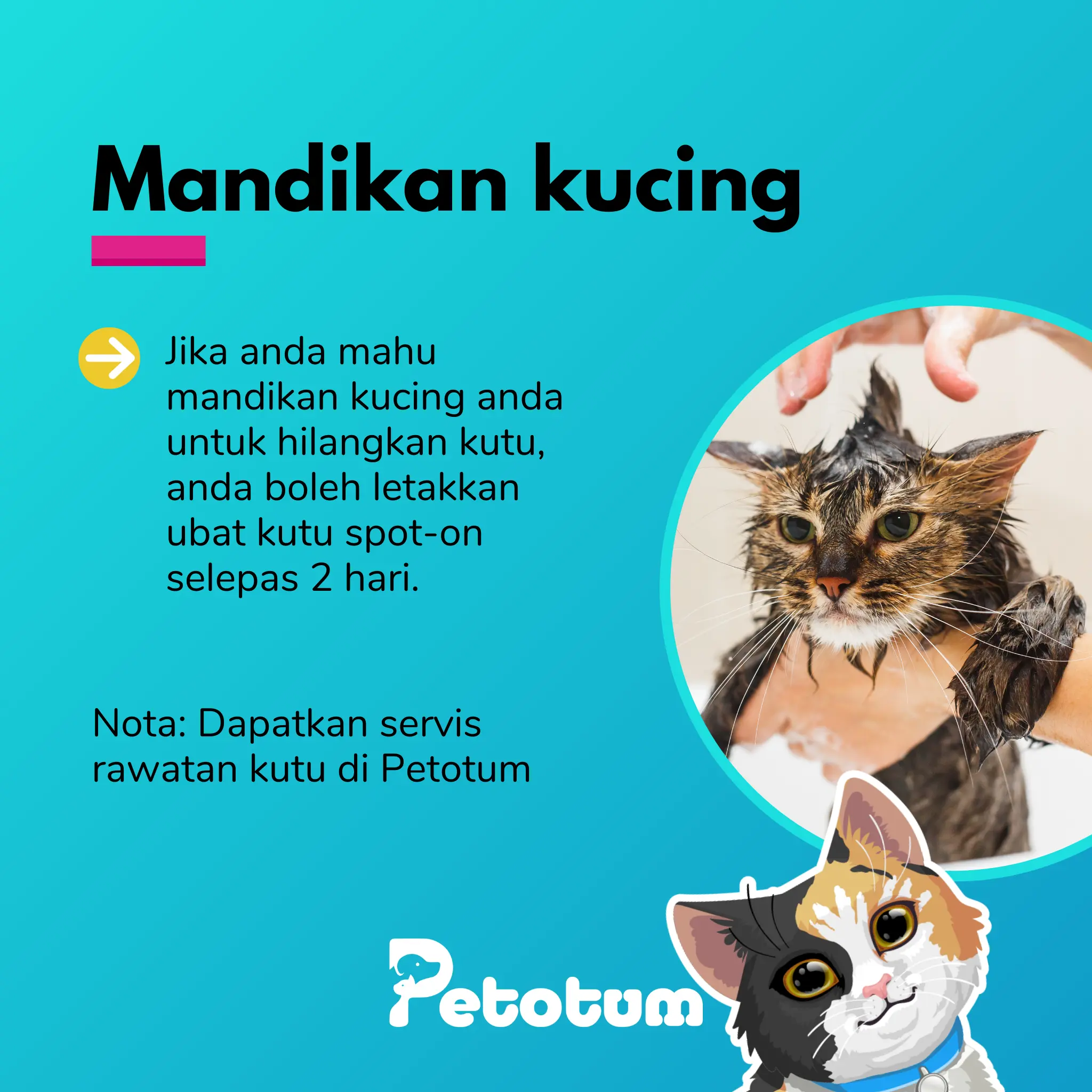 mandikan kucing