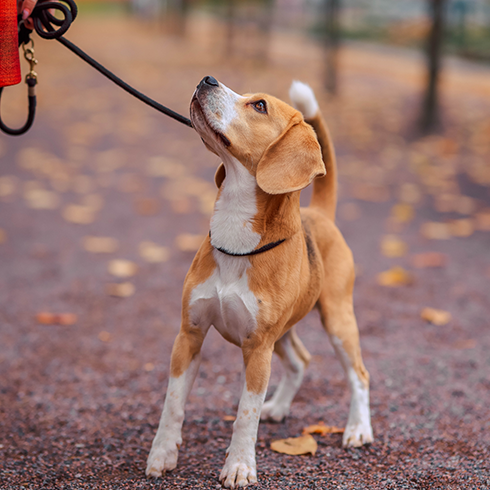 Tan and white dog standing on leash and looking attentively up at its handler on a leaf-covered path in autumn.