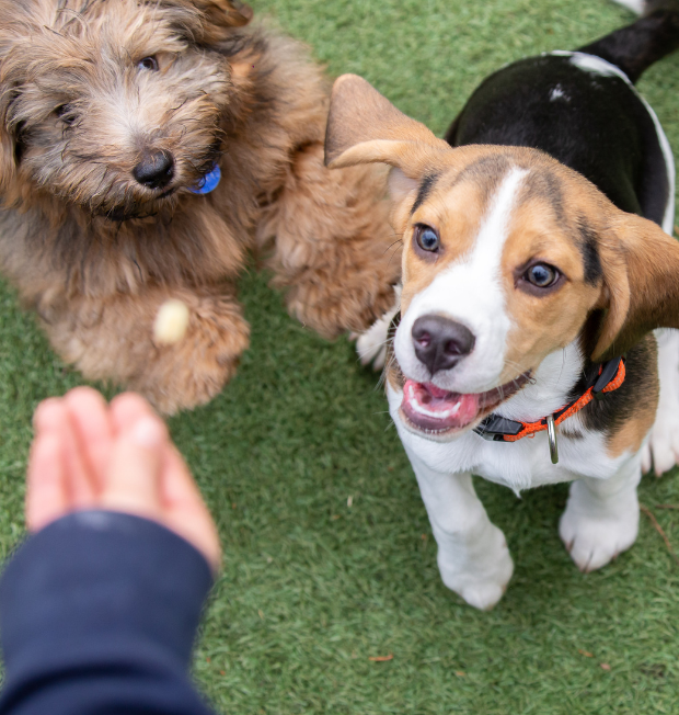 Two playful puppies eagerly look up at a hand holding a treat, standing on green grass. One puppy has brown and white fur, the other is fluffy and tan perfect candidates for a Royvon dog trainer or dog boarding experience.