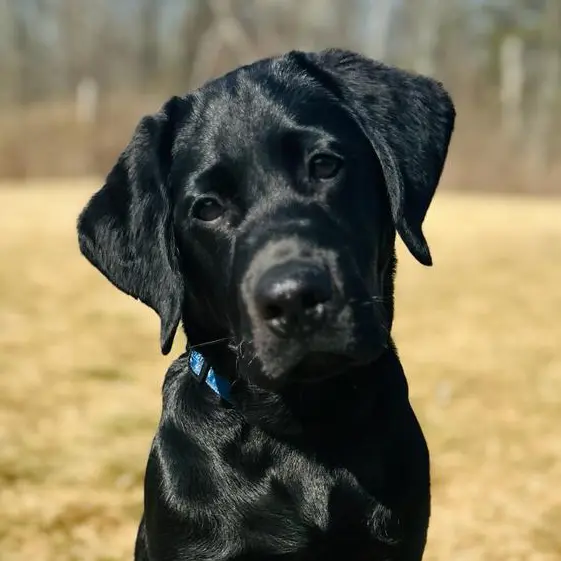 Black Labrador puppy wearing a blue collar sitting outdoors and looking directly at the camera.
