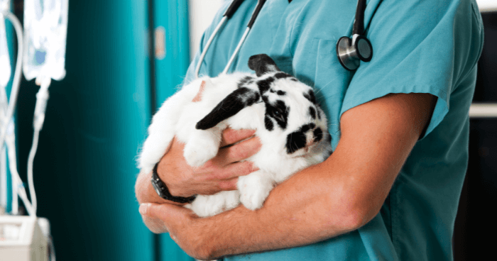 Dr.med.vet. Angela Lösing Tierärztin unter Mauern, Bayern
