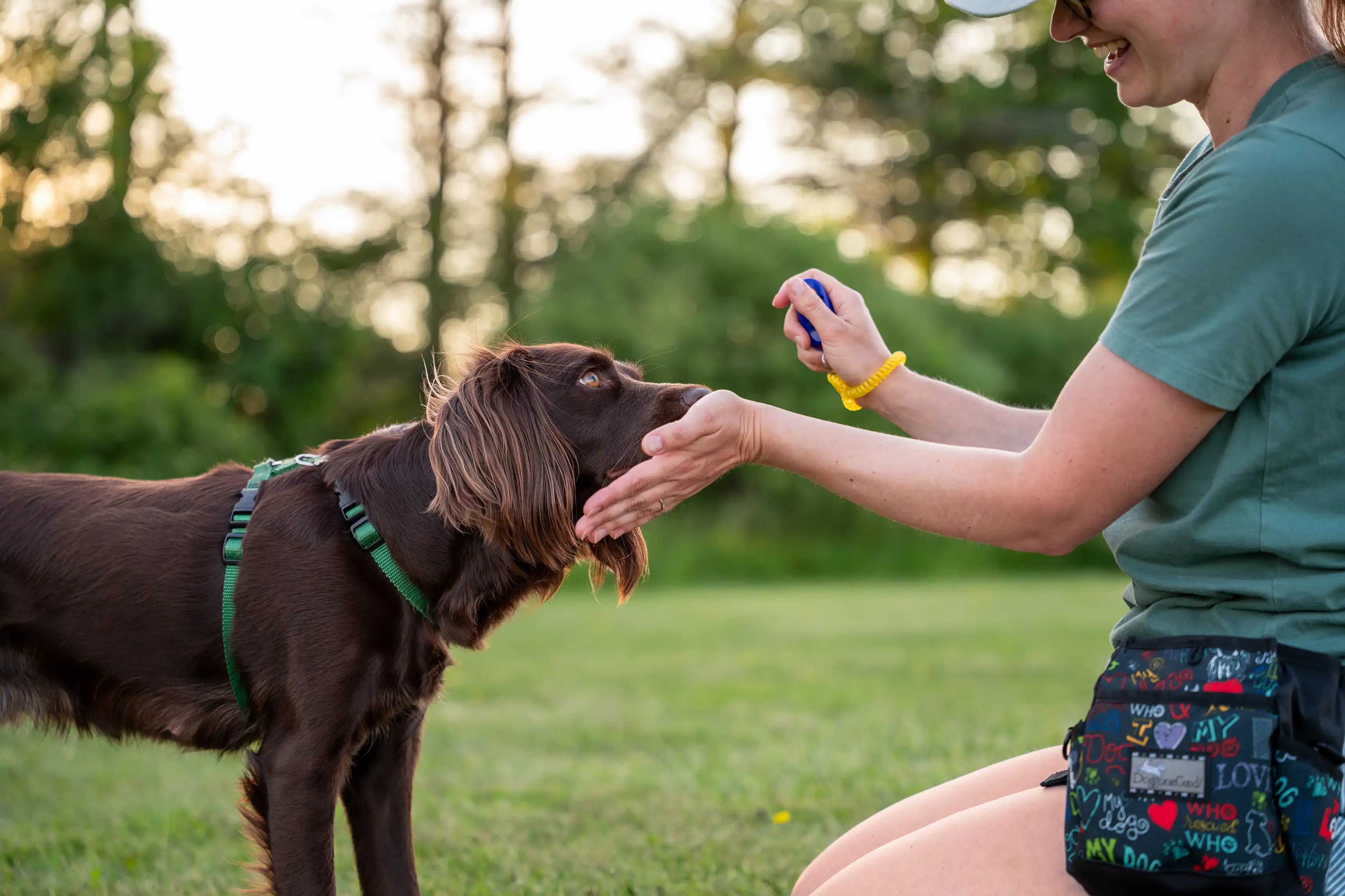 Woman using a clicker to train a brown dog wearing a green harness to perform a nose touch to the palm of her hand in a grassy outdoor setting.