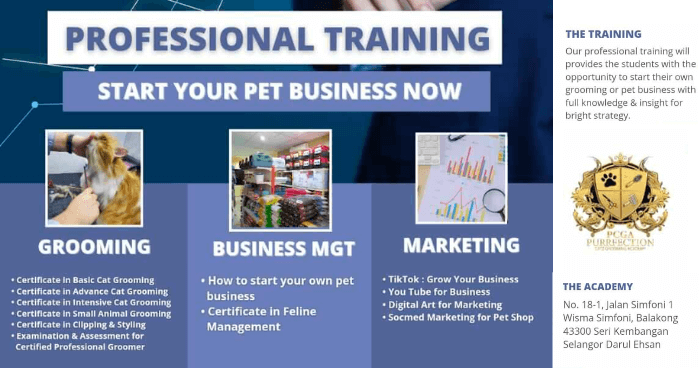 +4 Best Cat Grooming Courses / Workshop in Malaysia