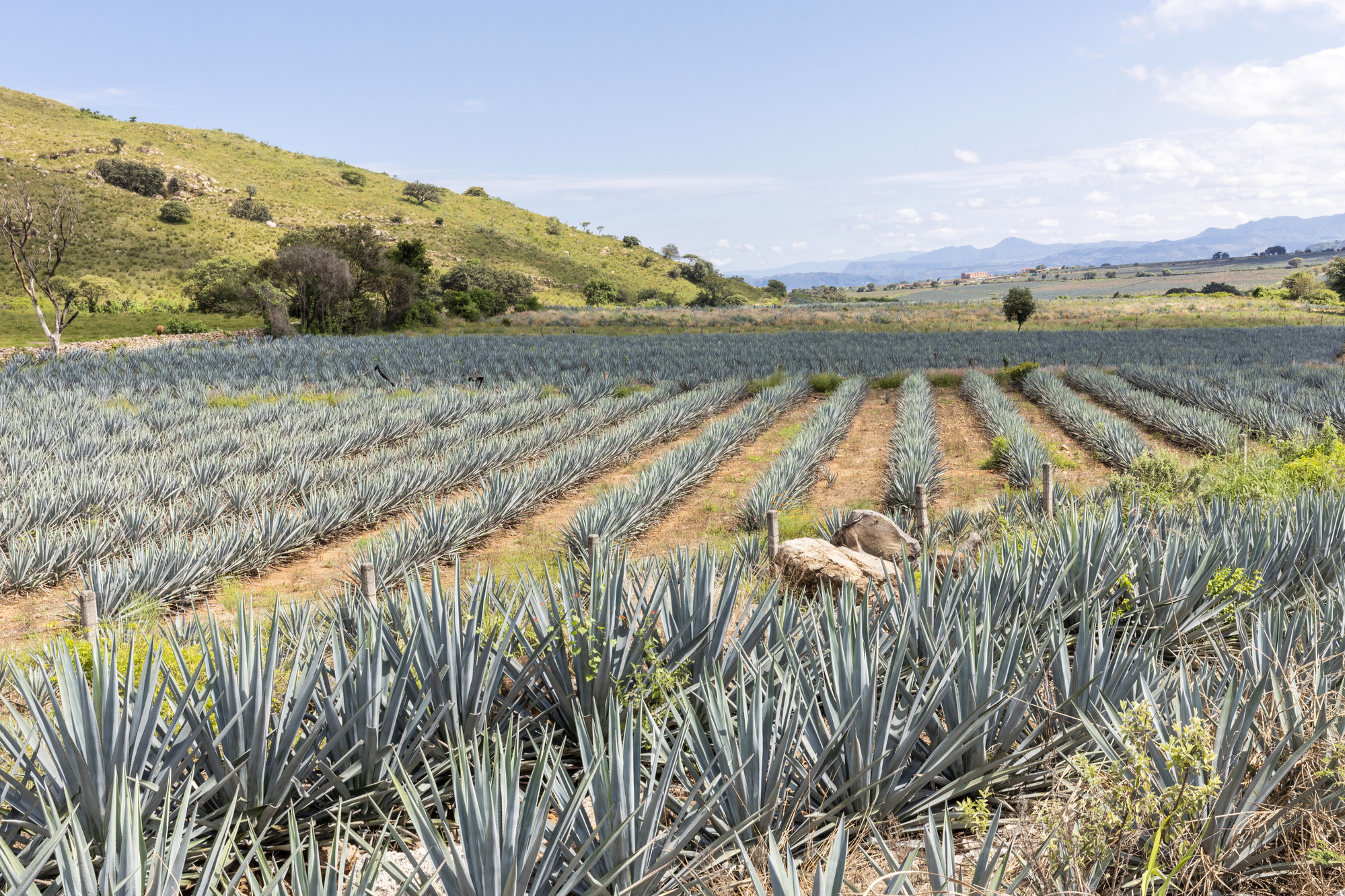 A Spirited Journey Through Mexico's Heartland: How to get from Guadala