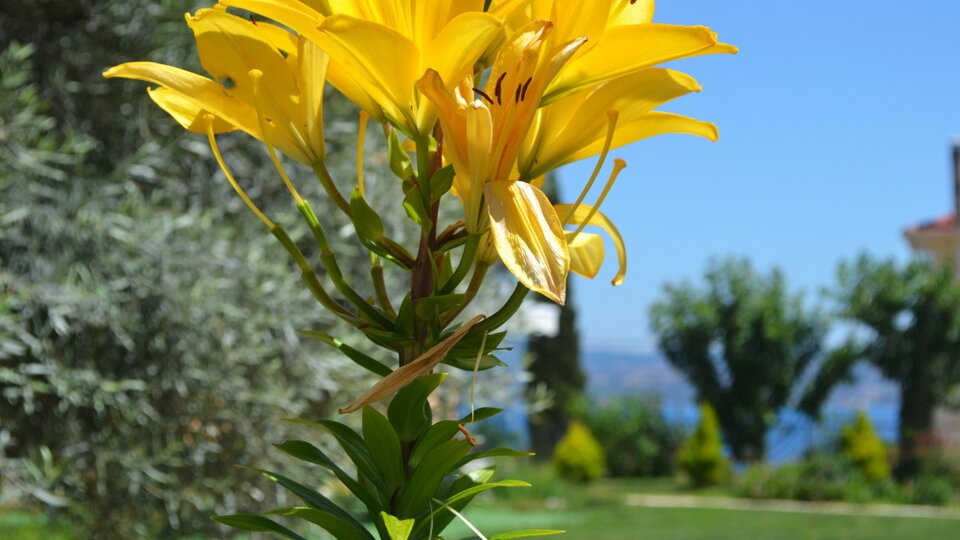 Vergina Star 