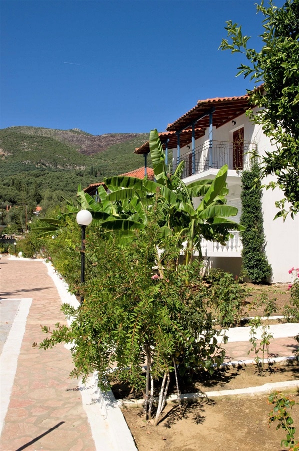 Vila Olive Tree
