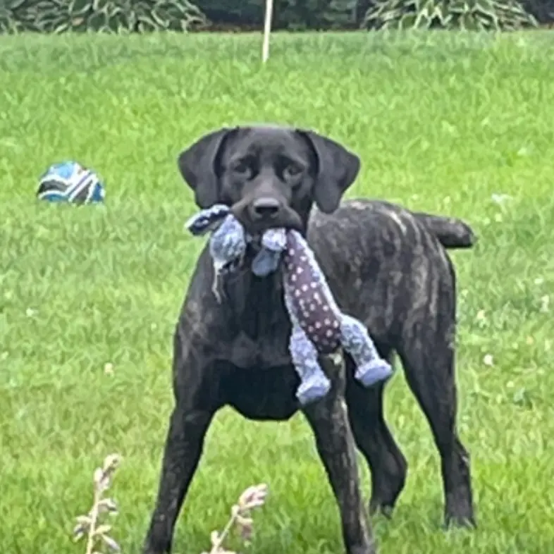 Large, dark brindle dog standing in a grassy yard while carrying a stuffed toy in its mouth.