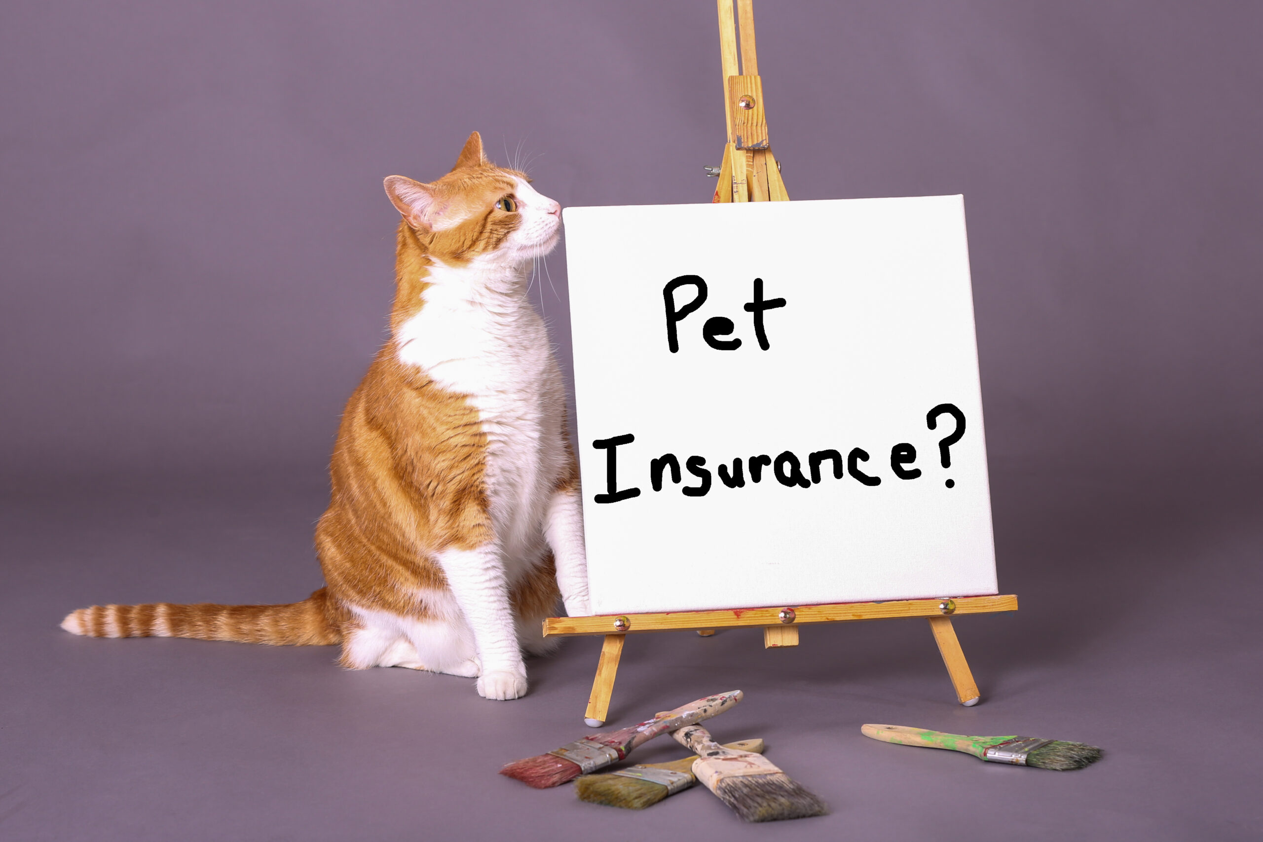 DogPack Integrates Healthy Paws Insurance into Pet Owner Platform