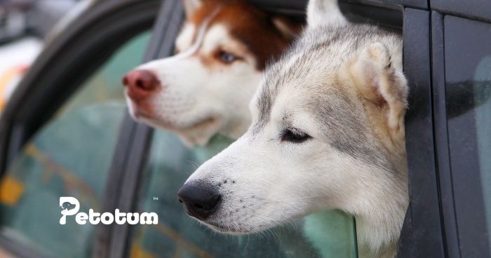 5 Car Cleaning Tips For Pet Owners