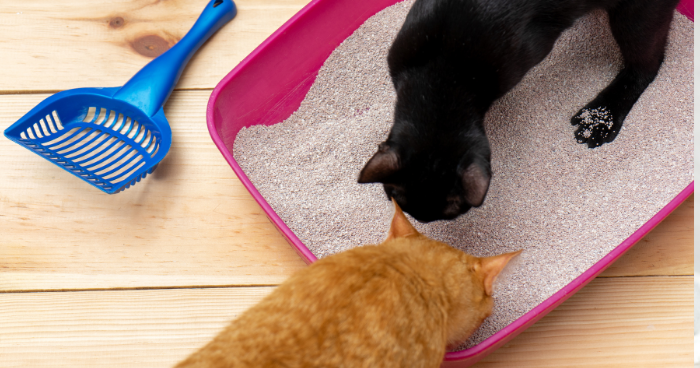 Cat owner, you don't want to make this litter box mistakes