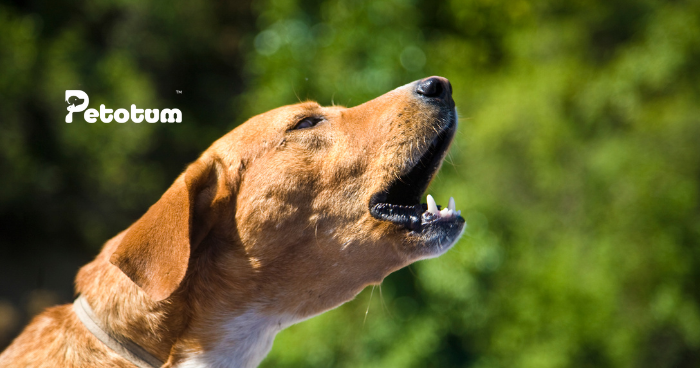 How to Stop Dog Bark All The Time