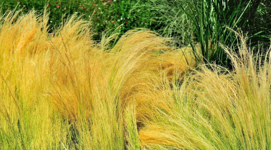 Mexican feather grass adding delicate texture and movement to modern drought tolerant landscape design
