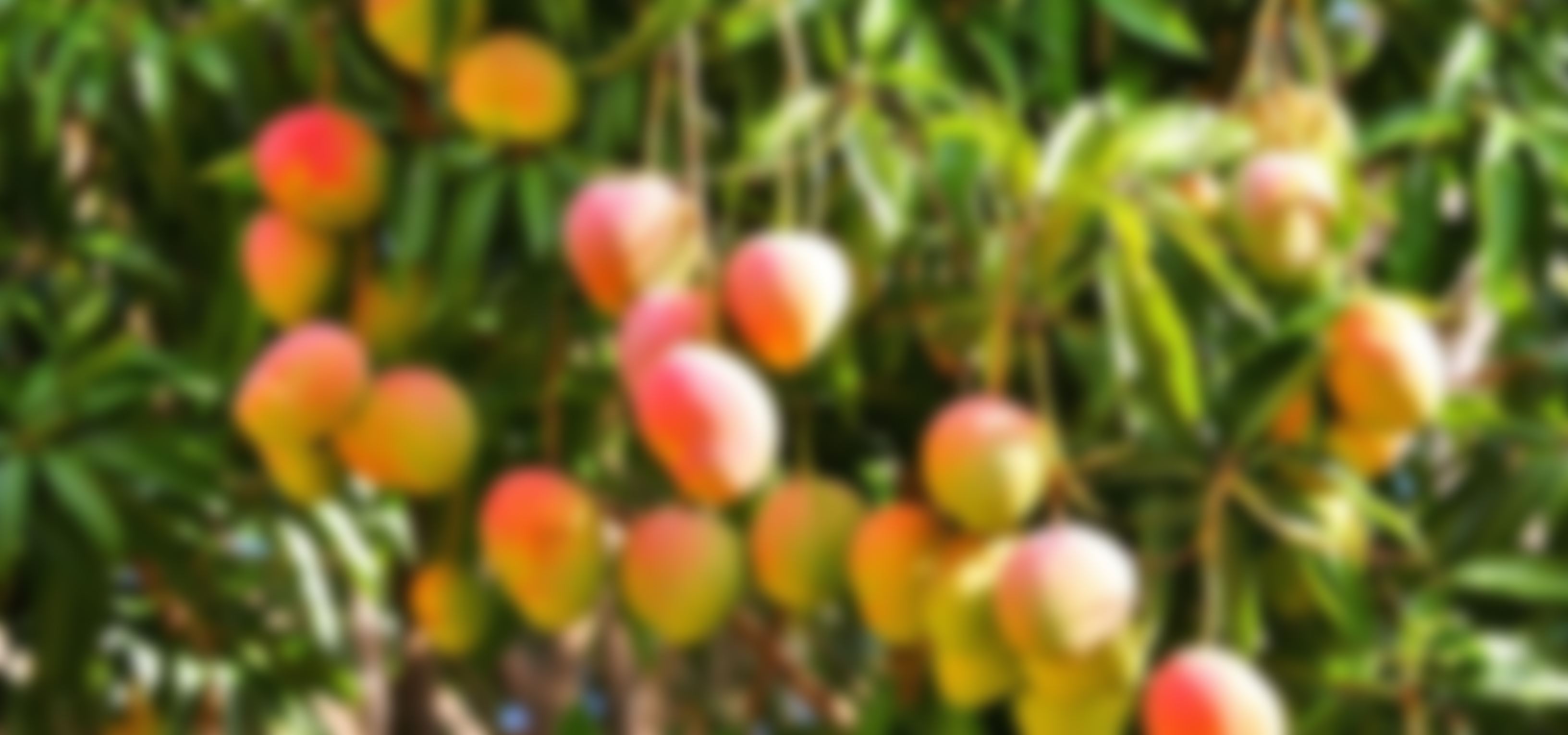 White Guava Pulp, TMP, PET & Firewood