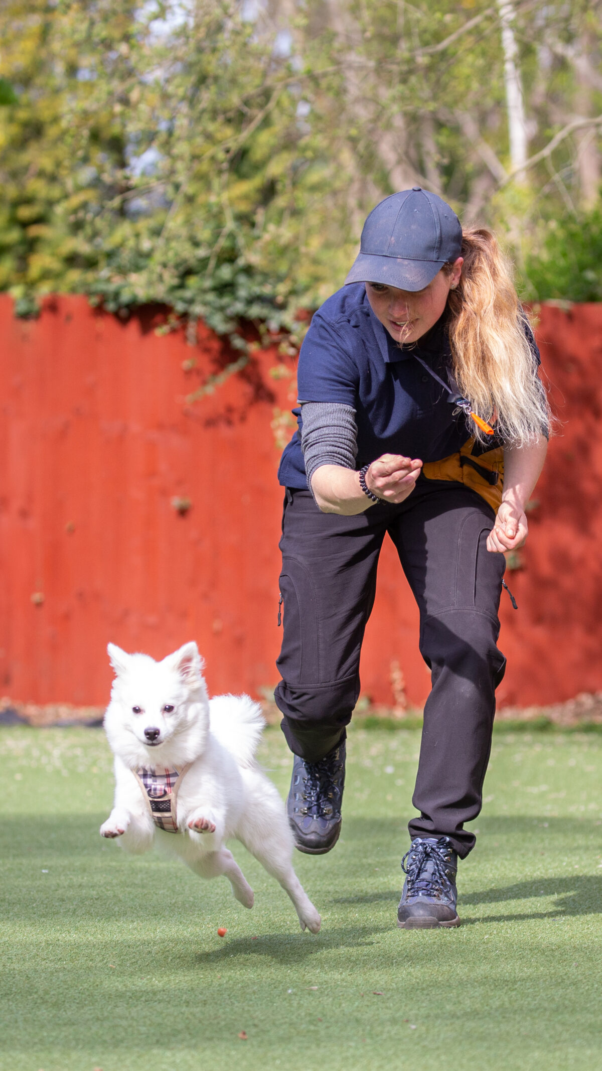 A woman in a navy blue cap and shirt is running on grass, encouraging a small white dog that is mid-air and wearing a harness, with a red fence and greenery in the background capturing a joyful moment between dog trainer and pup at Royvon.