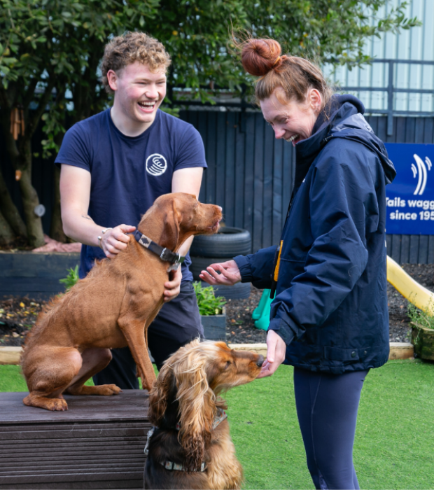 Two people smiling and interacting with two dogs outdoors at Royvon. One dog, guided by a dog trainer, sits on a wooden platform, while the other stands on the grass both happily receiving attention and treats. Trees and a sign are visible in the background, adding to the friendly atmosphere of this dog boarding setting.