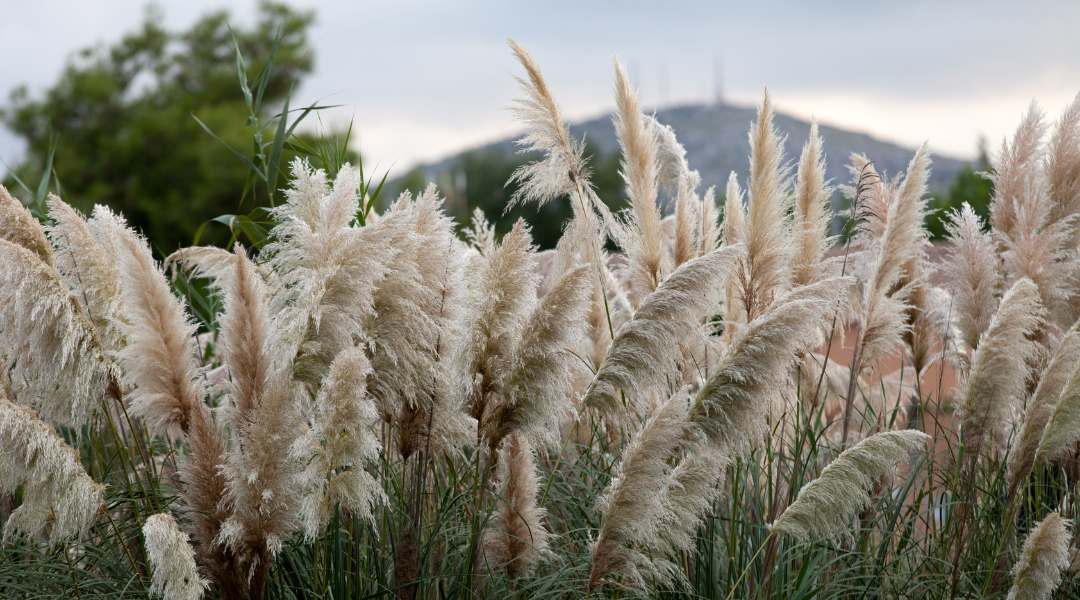 Pampas grass displaying elegant feathery plumes as stunning focal point in modern landscape design