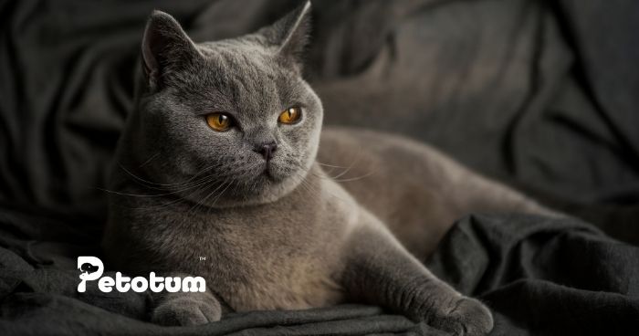British Shorthair Malaysia : What you need to know